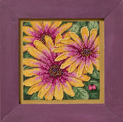 Mill Hill African Daisies (2025)