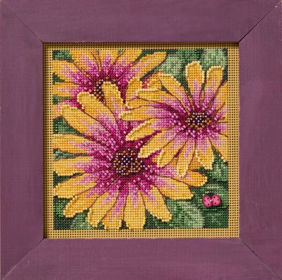 Mill Hill African Daisies (2025)