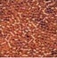 Mill Hill Beads - 10083 - Orange Sherbet - Magnifica Beads